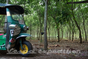 Tuk sleeping in rubber tree plantation